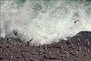 Gulls at Burnt Head